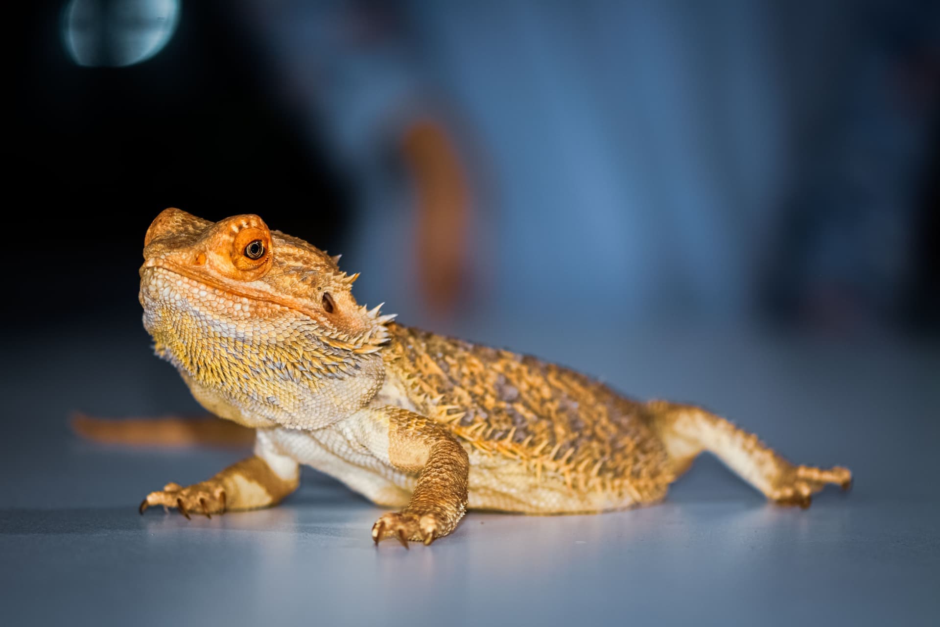 A central bearded dragon at rest, one of the four species this site covers