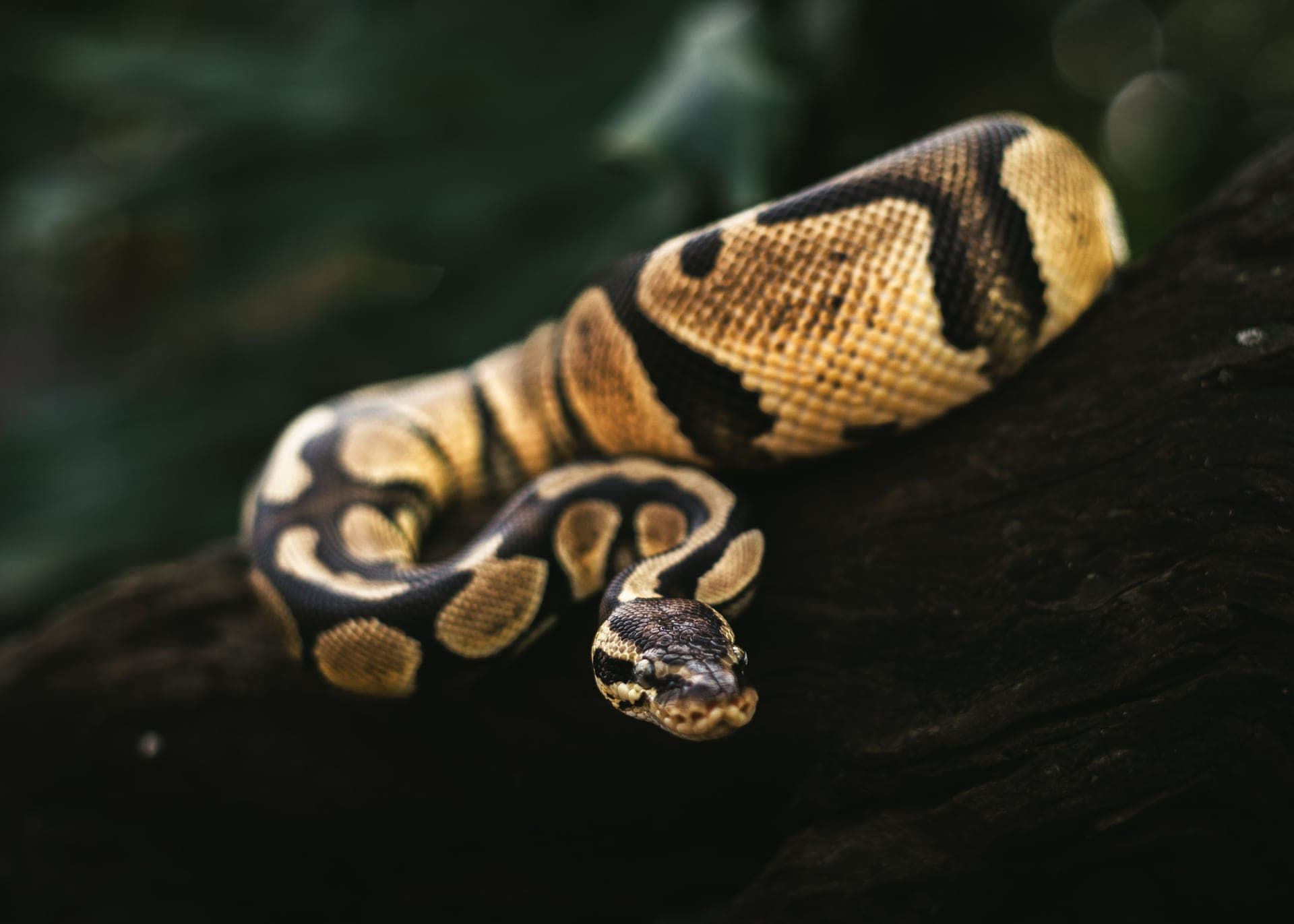 A ball python resting on a log, illustrating the species this section covers