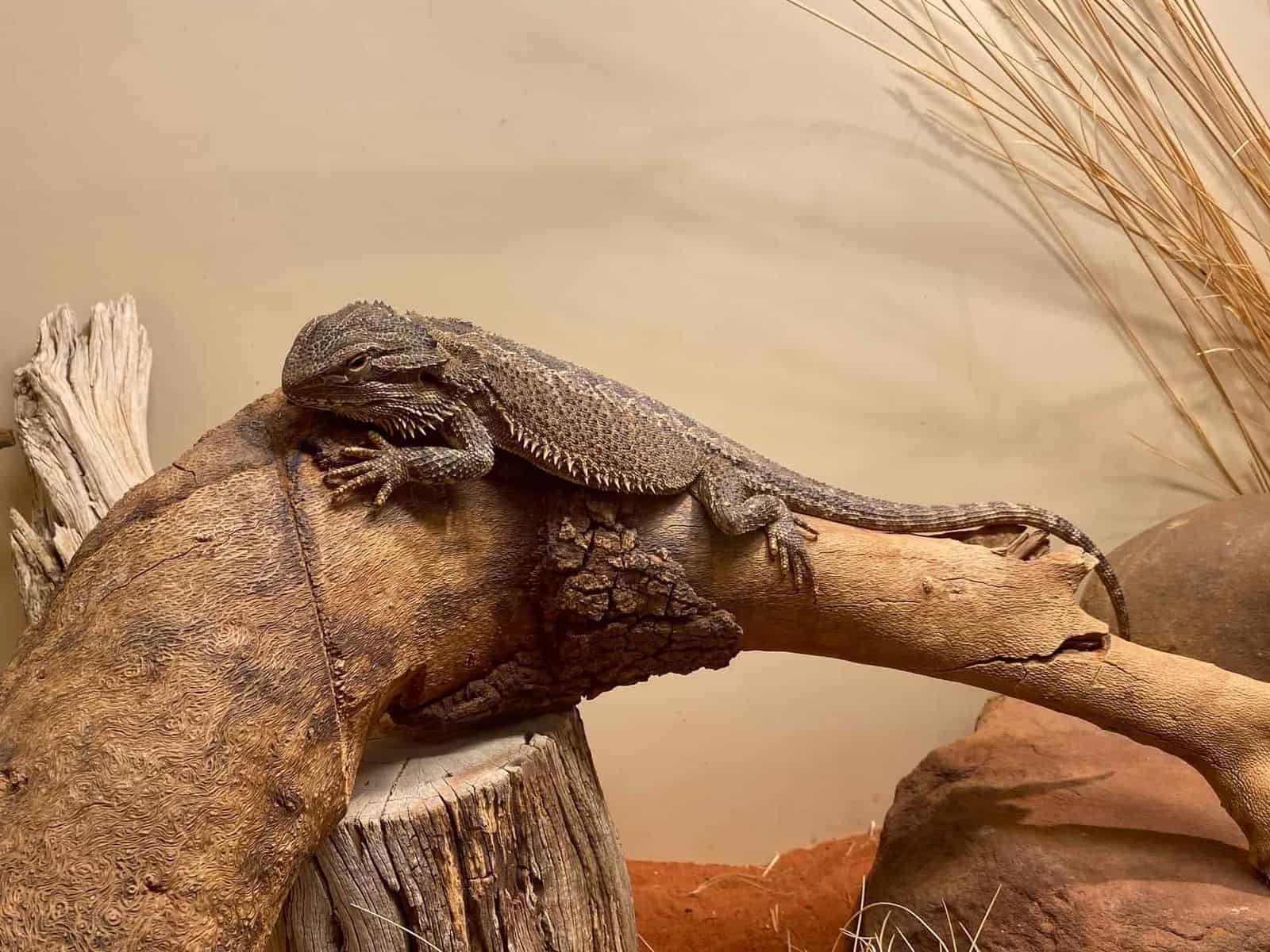 An adult bearded dragon basking, illustrating the species this section covers