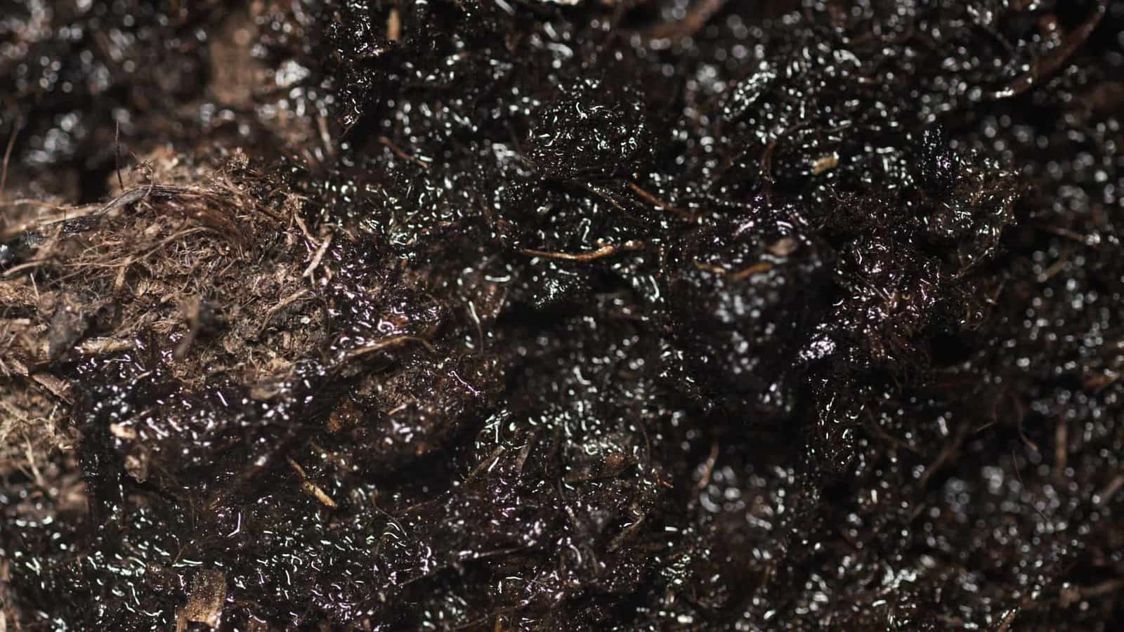 Close detail of damp soil substrate texture