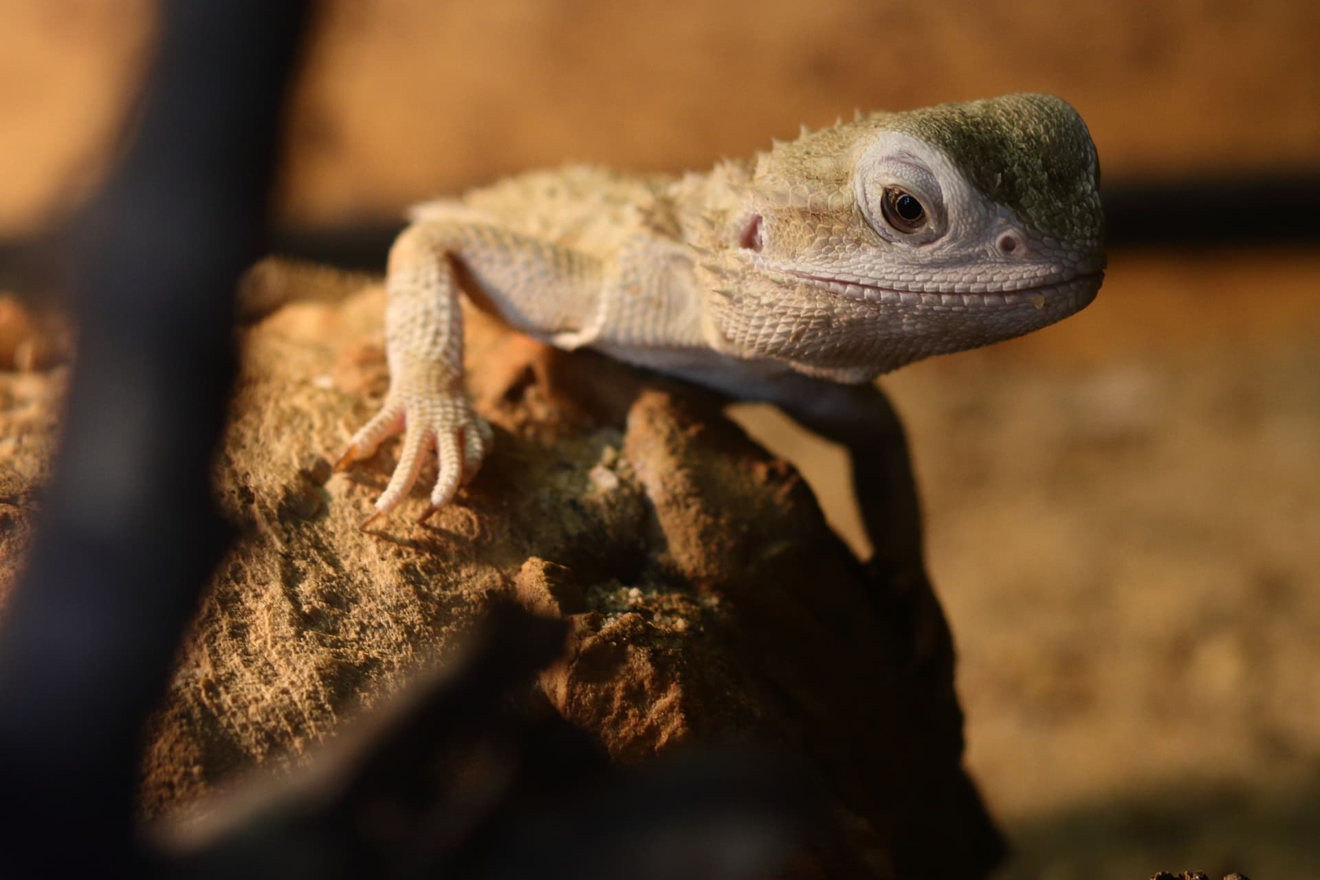 A bearded dragon on a rock basking surface