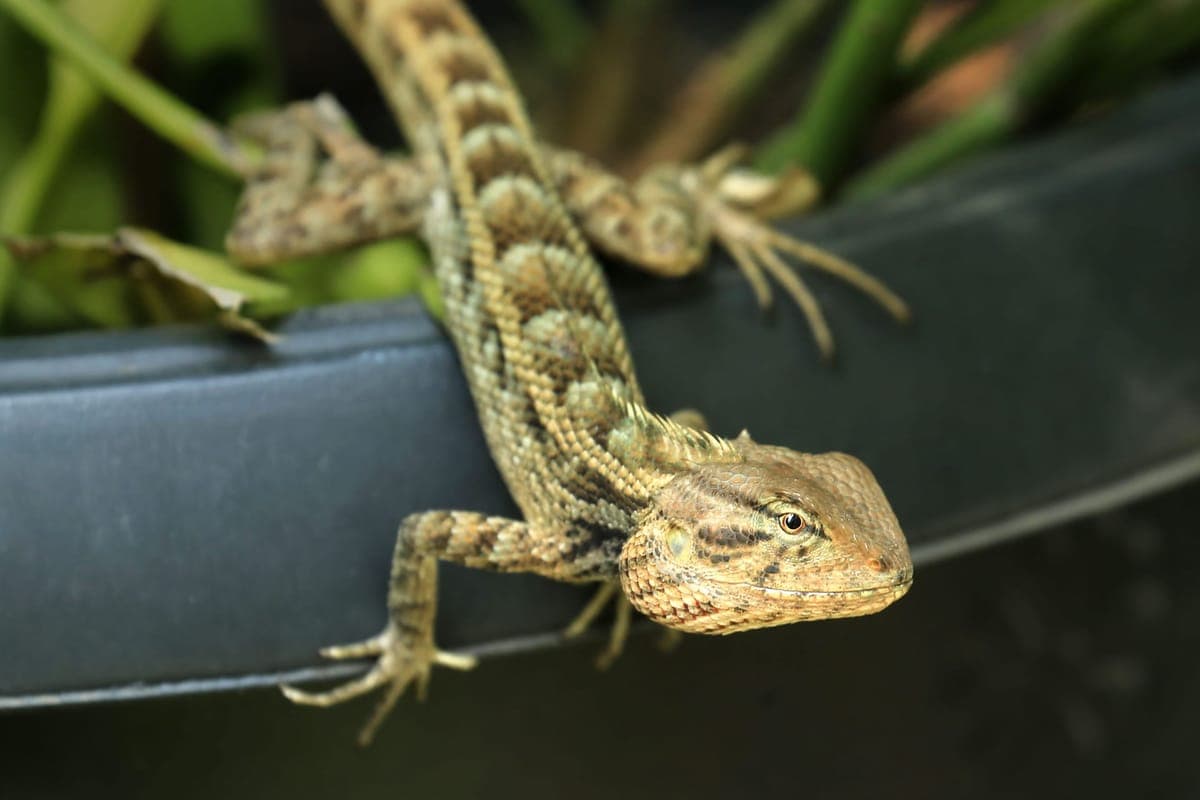 A bearded dragon in its enclosure