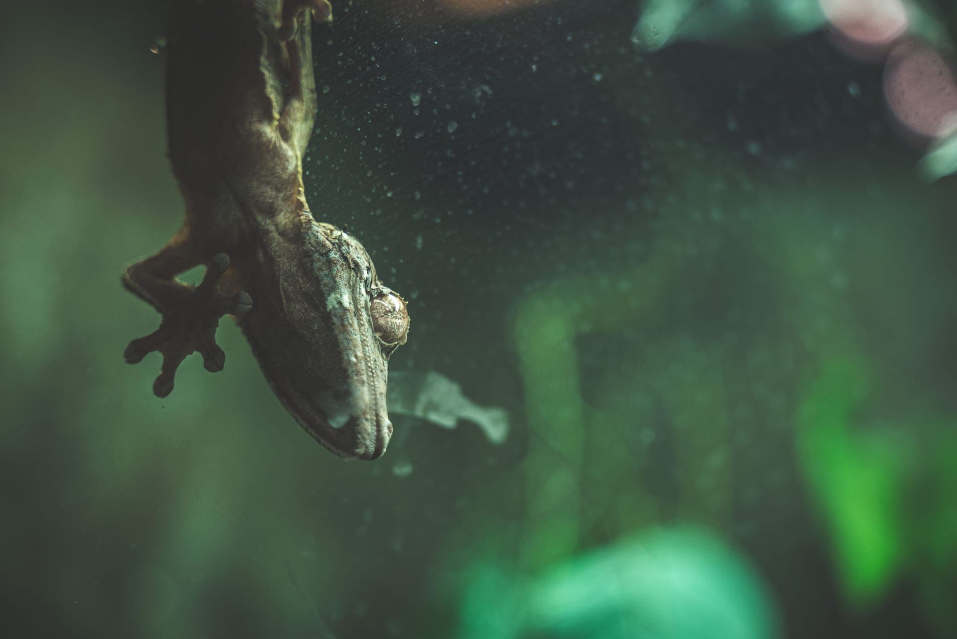 A lizard under warm light, illustrating a basking and UVB setup