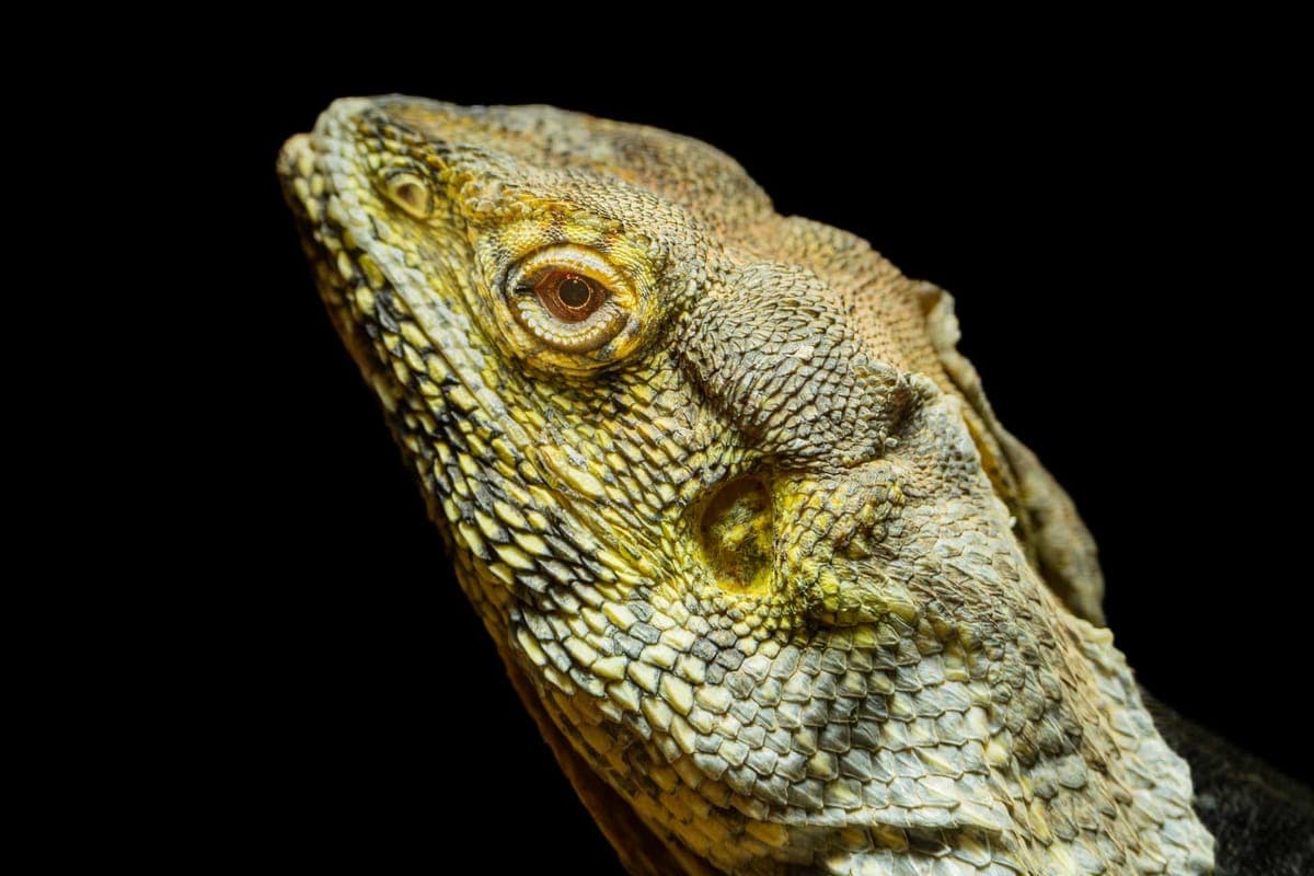 A close portrait of a bearded dragon