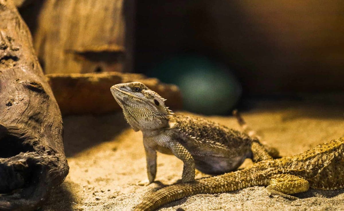 A bearded dragon on a sandy surface