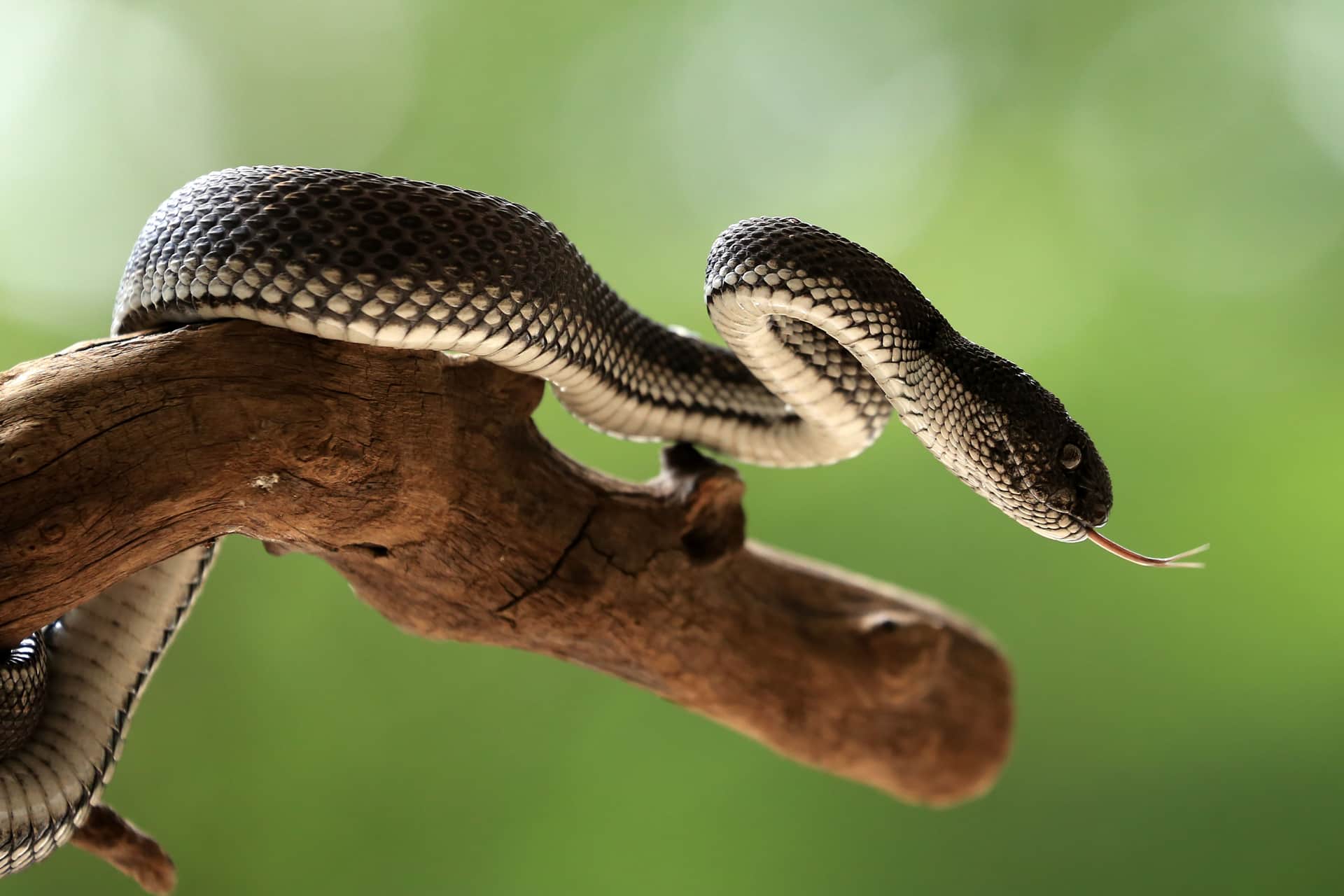 A snake resting on a branch