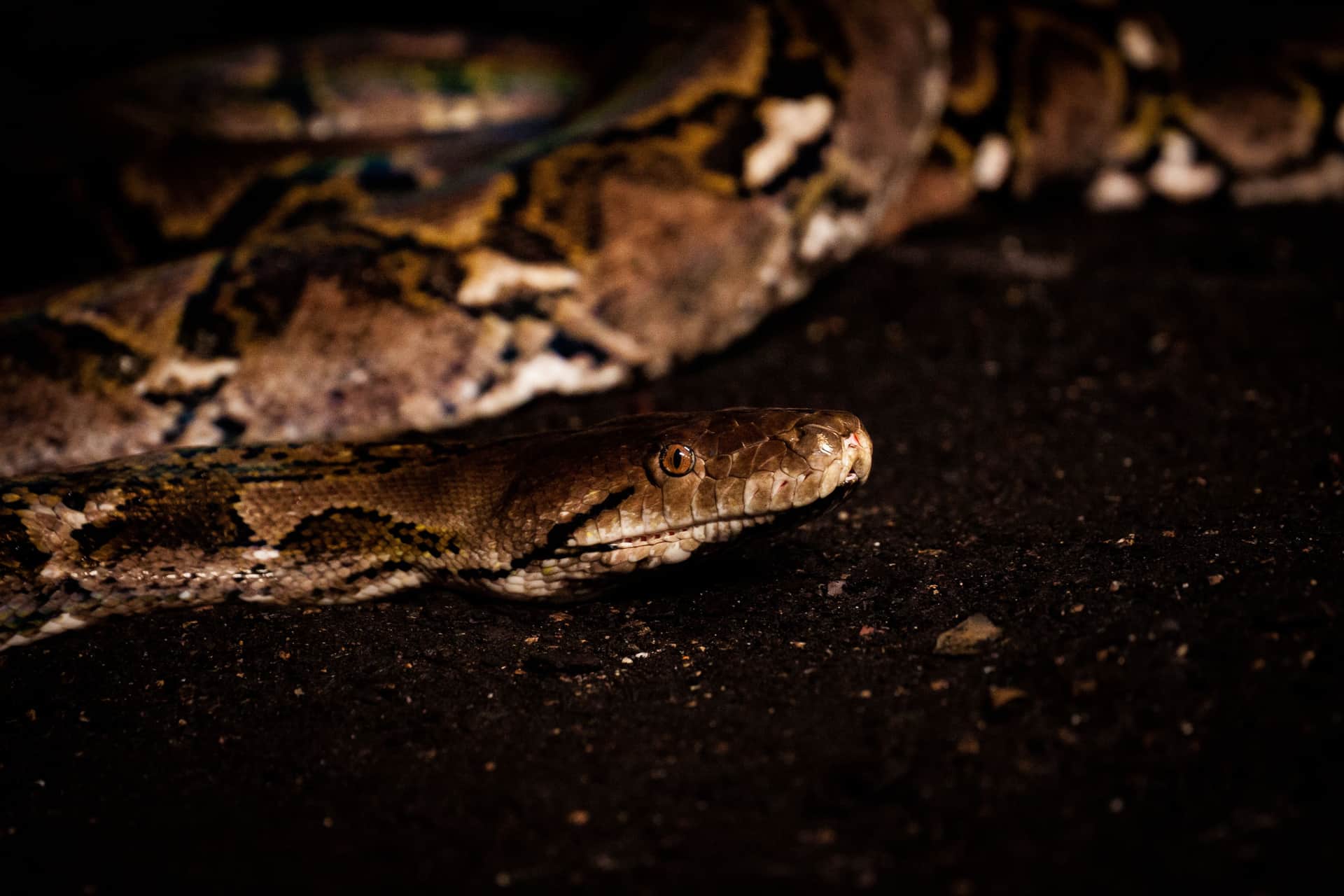 A python resting, illustrating a snake enclosure heating setup
