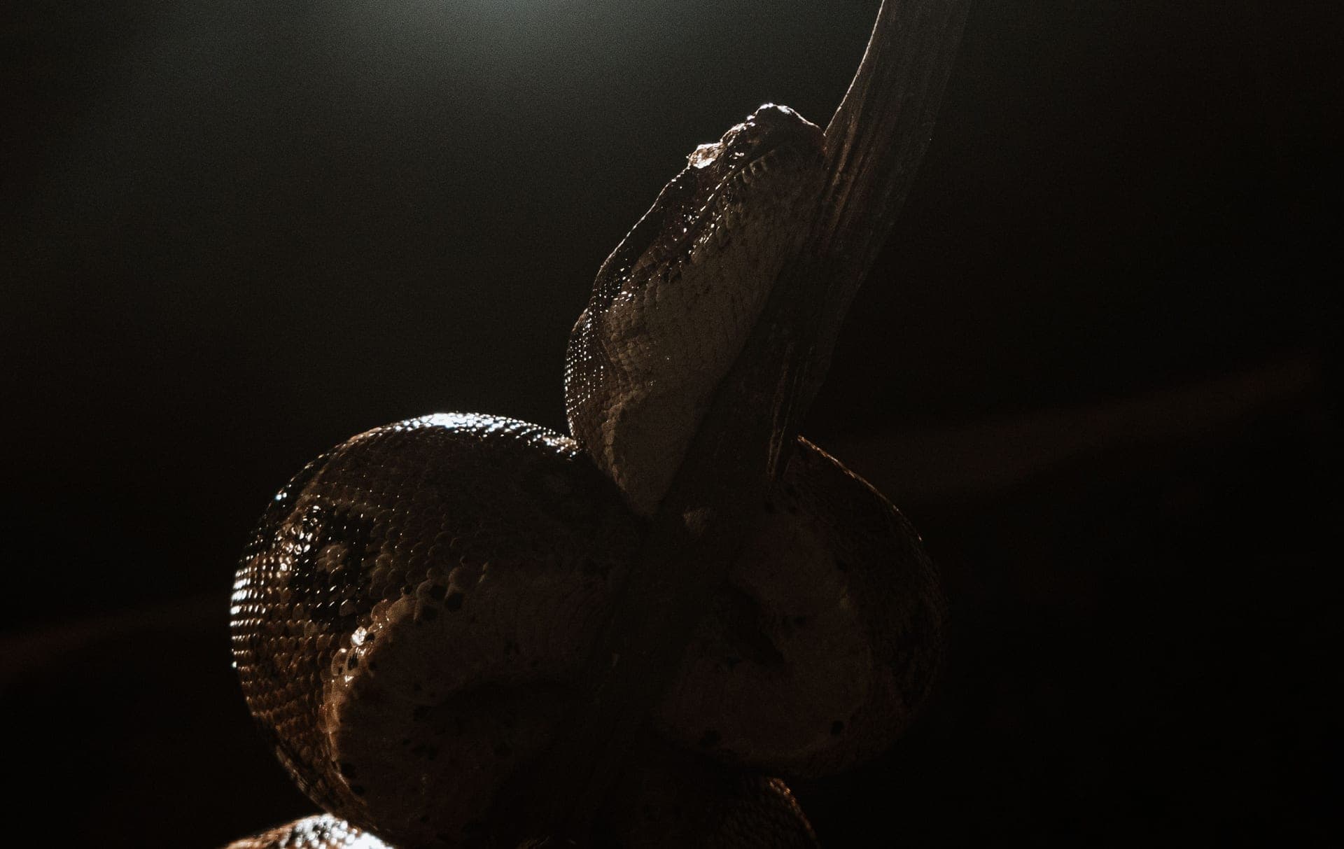 A snake in low light, illustrating a lightless night heat setup