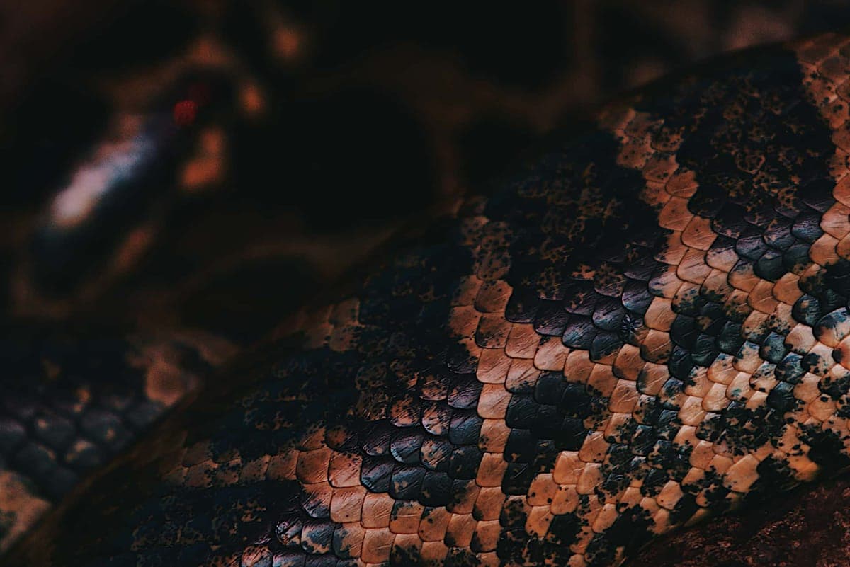 Close detail of snake scales, illustrating a humidity-dependent species