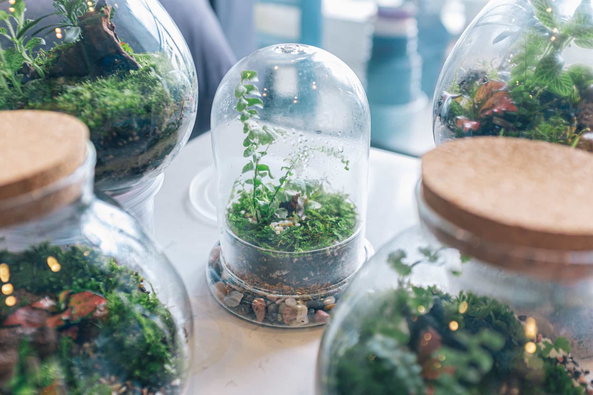A planted tropical terrarium with moss and foliage