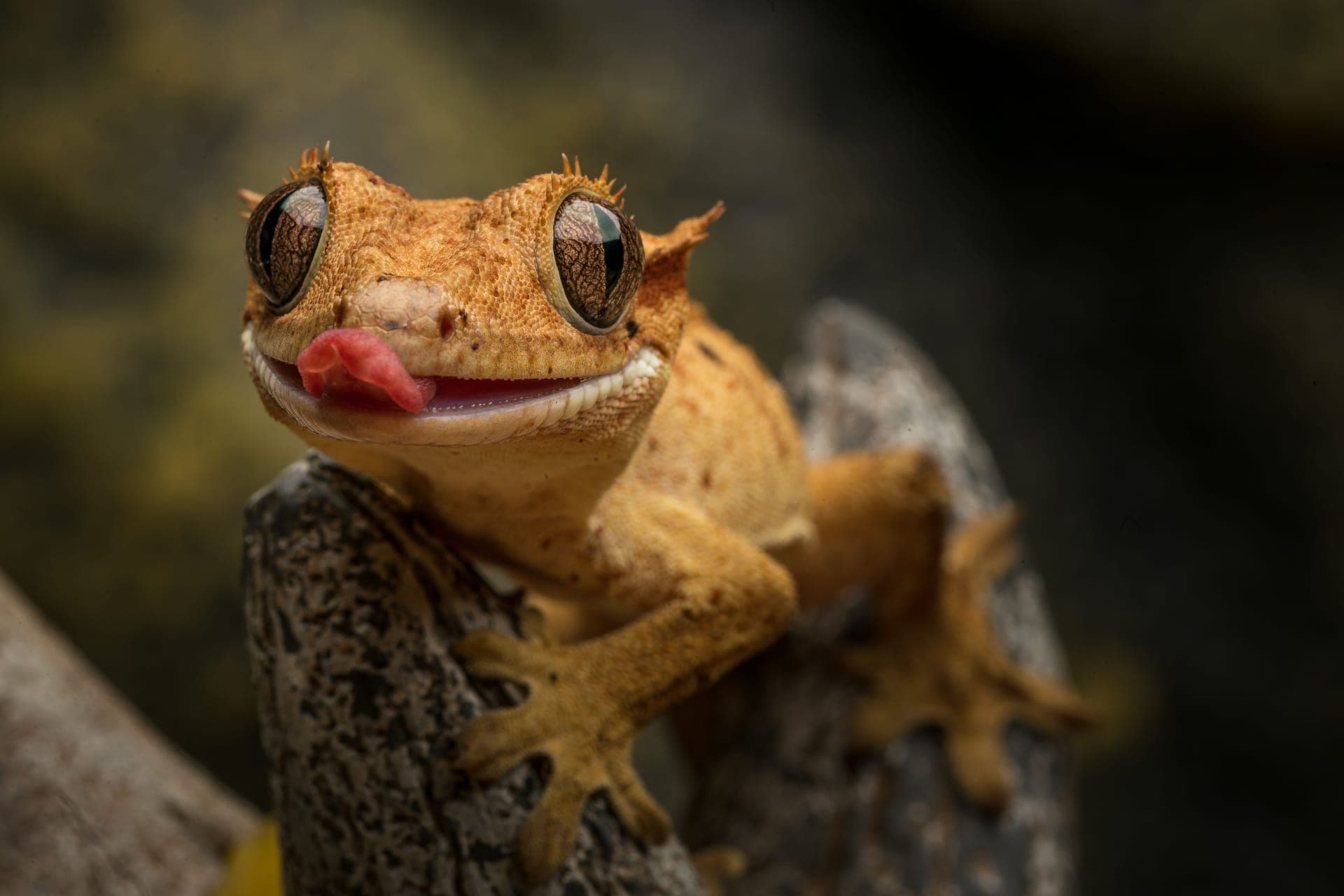 A crested gecko climbing a vertical surface