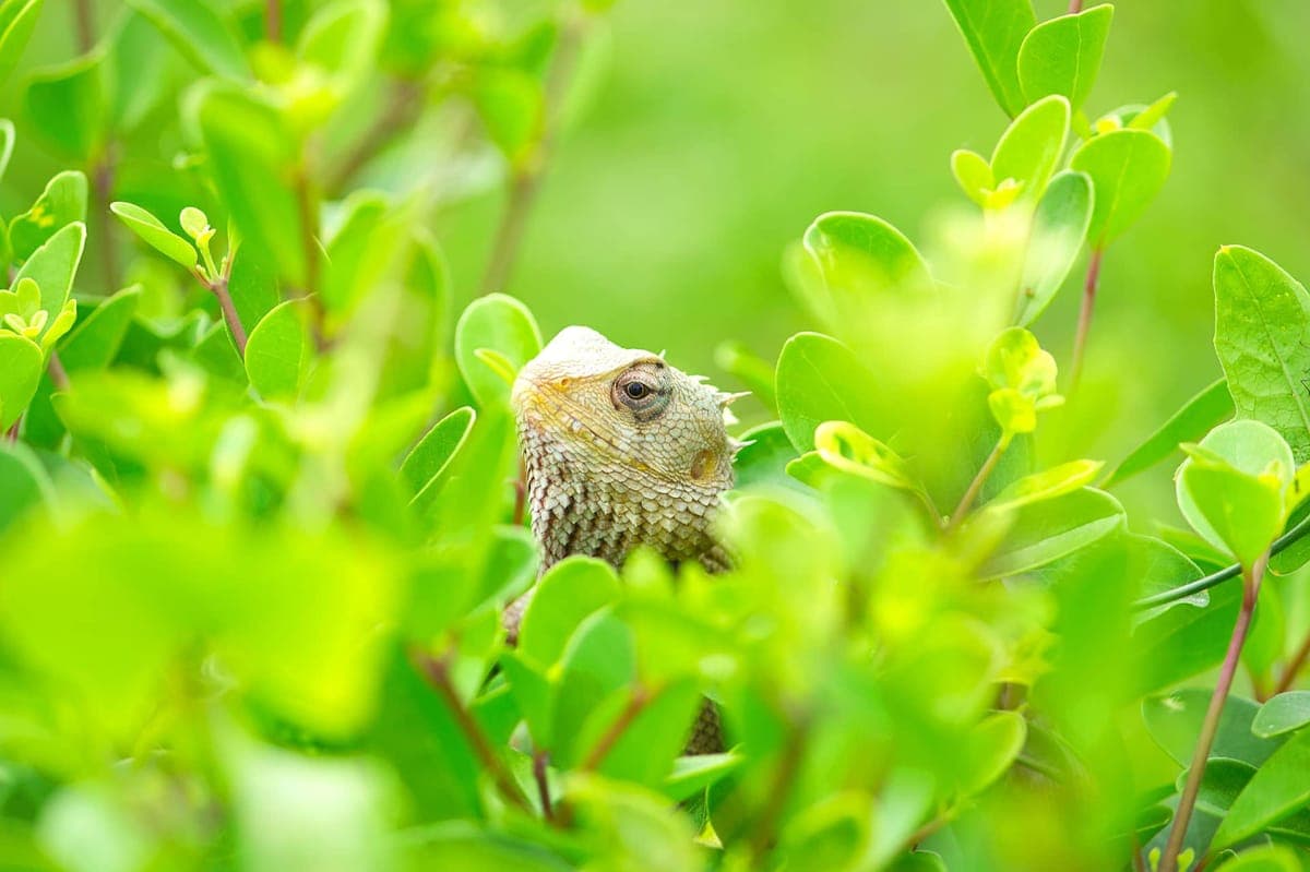 A gecko among damp foliage