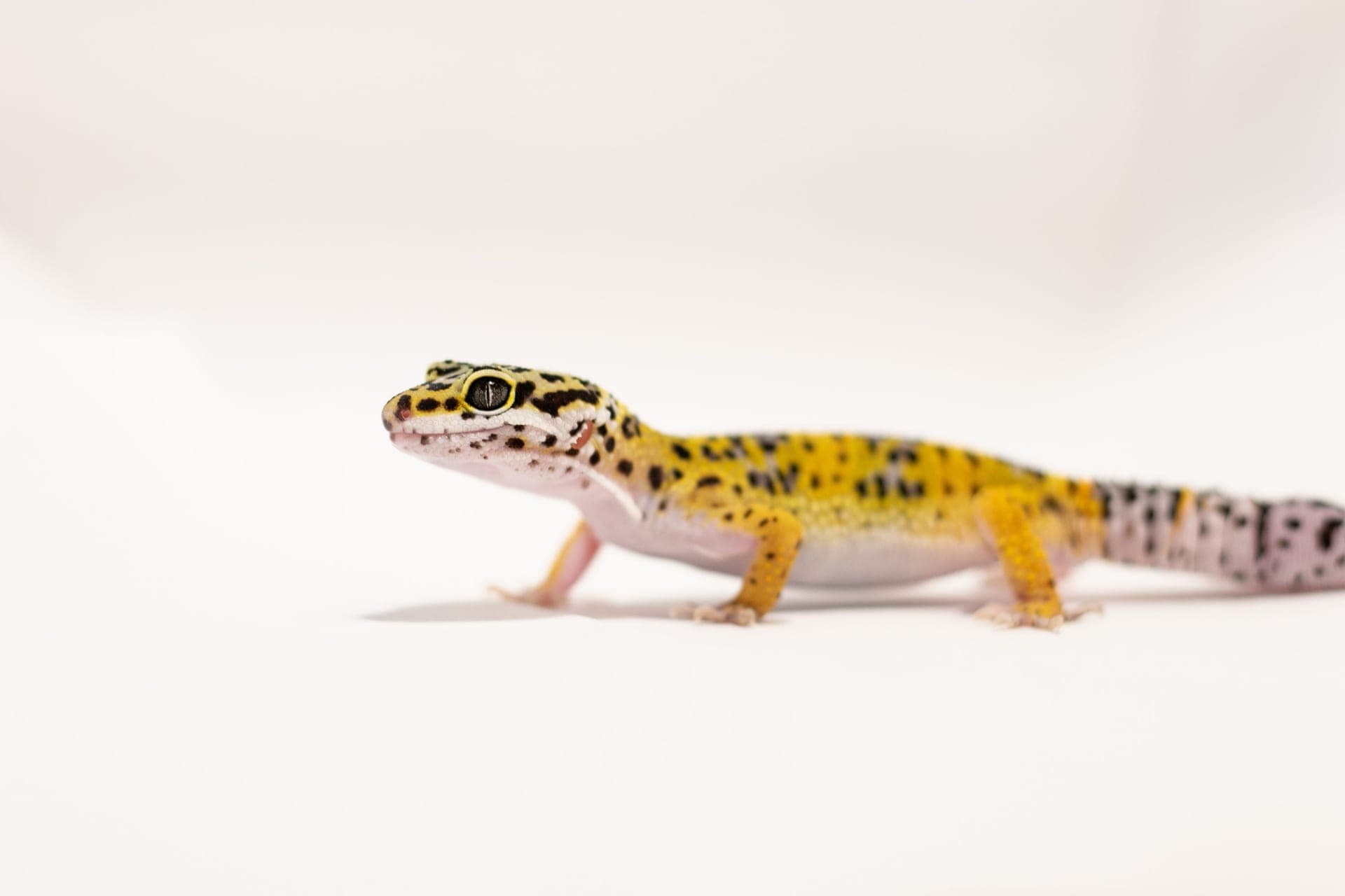 A leopard gecko moving across a surface