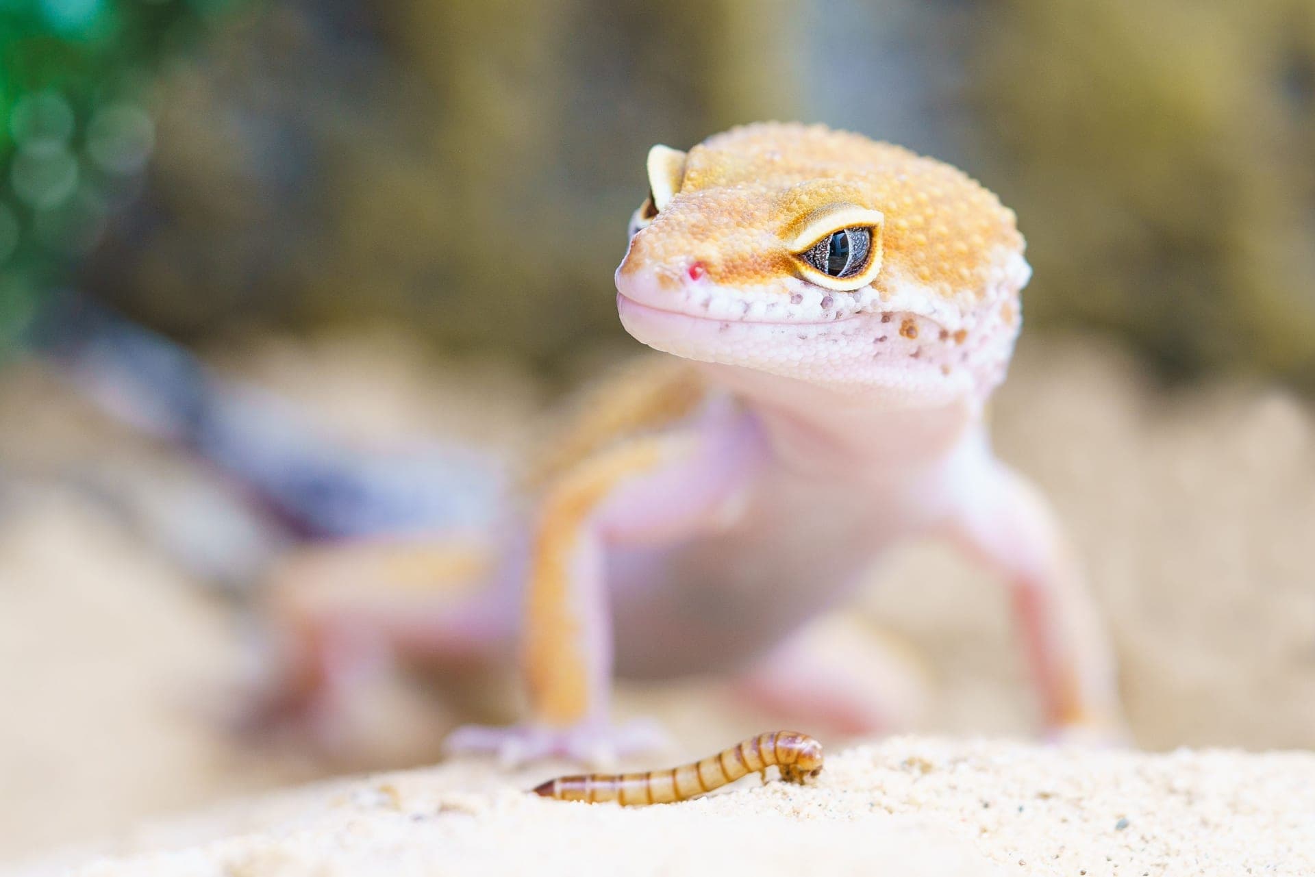 A leopard gecko in its enclosure