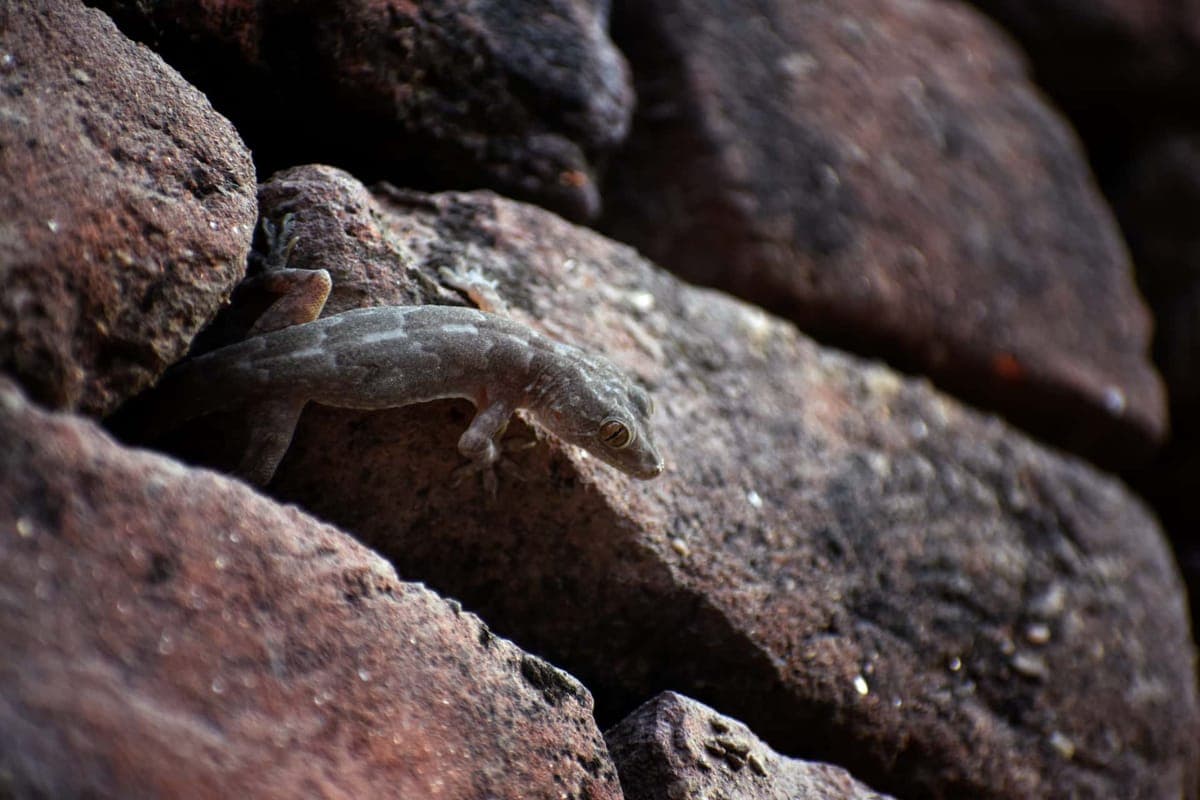 A gecko sheltering under a rock, illustrating a shade-dwelling species