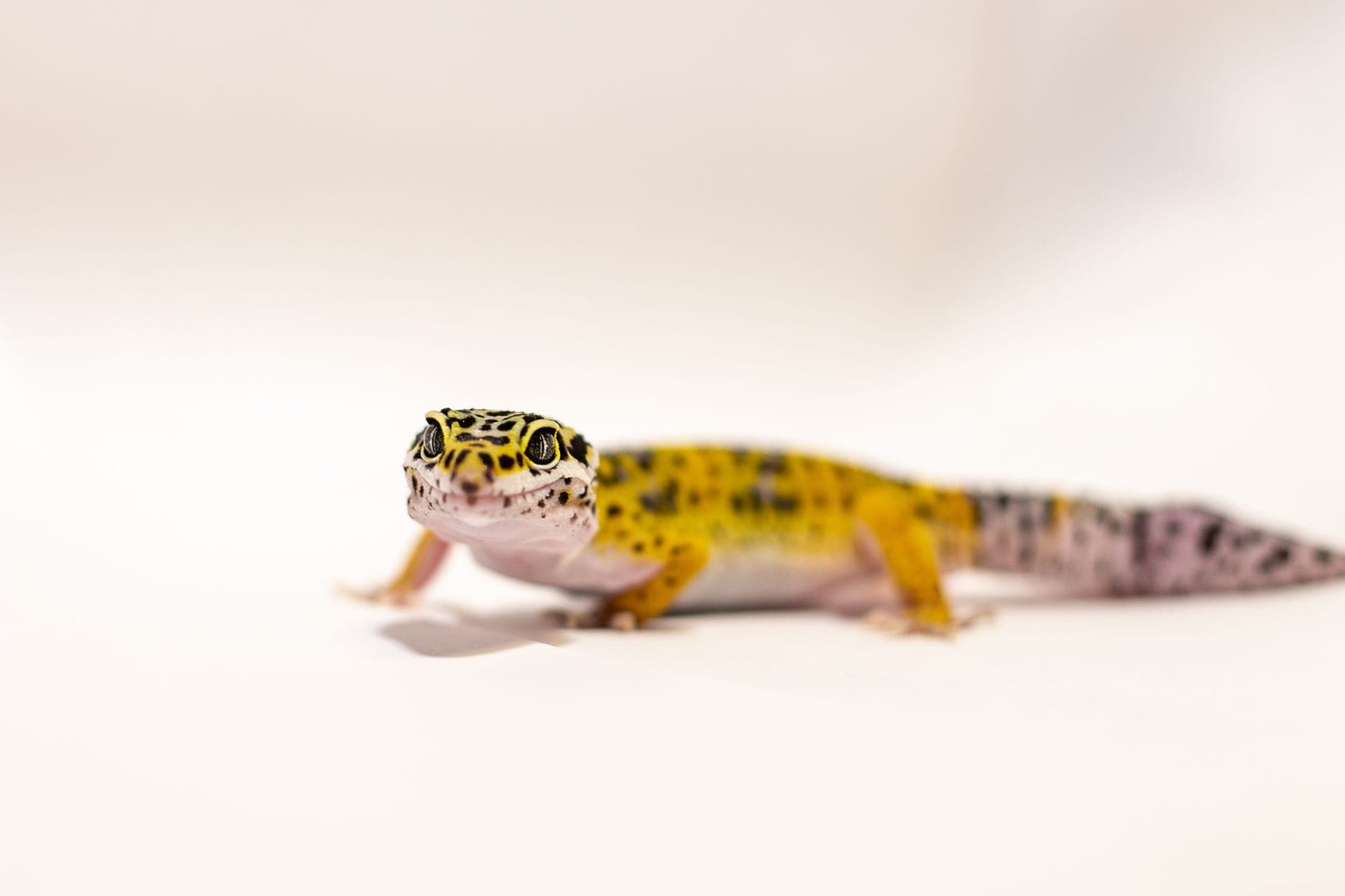A leopard gecko photographed in detail