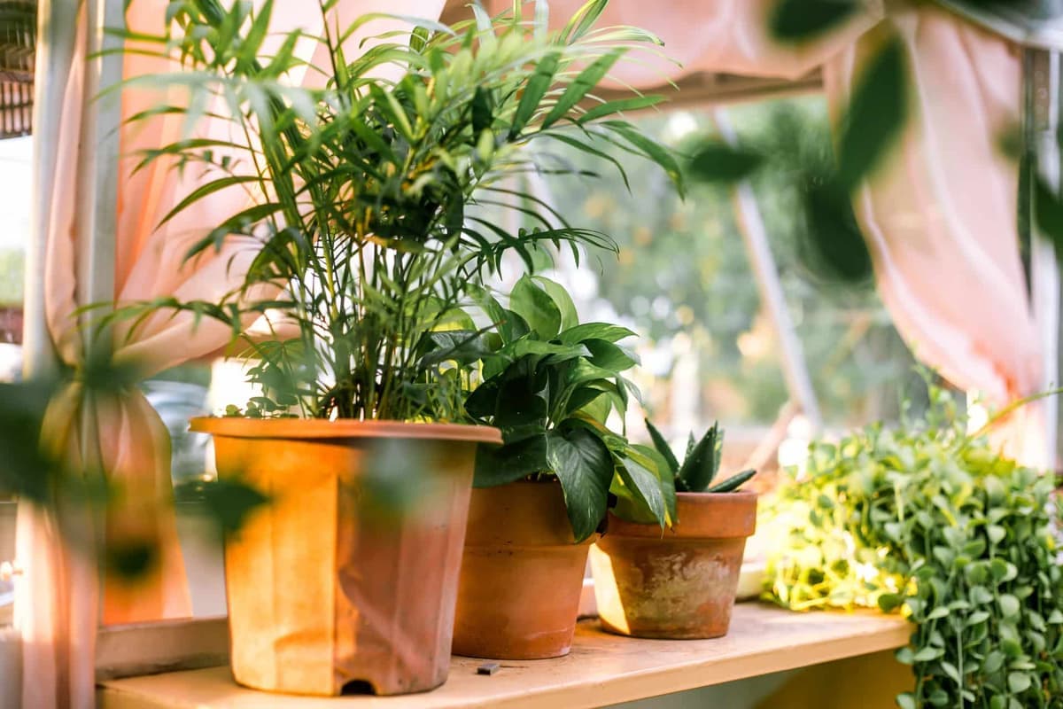 Green houseplants in pots
