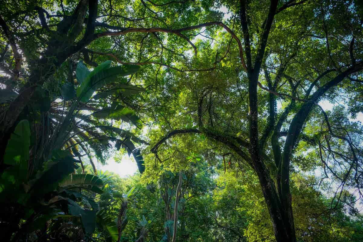 Sunlight filtering through trees, illustrating the natural UV spectrum